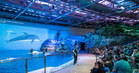 shedd aquarium reviews|shedd aquarium free days.